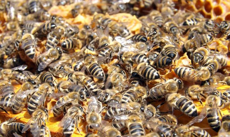 Zgnilec amerykański znów atakuje pszczoły w Krośnie